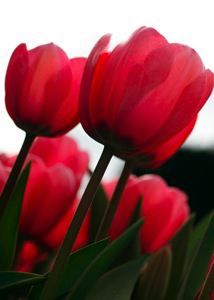 Counseling Therapy Psychotherapy Therapist Palo Alto, Menlo Park, CA, California - Carol L. Campbell, MFT