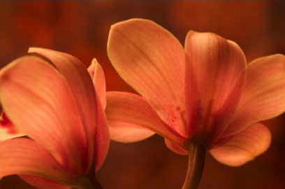 Couples Marriage Counseling Therapy Therapist Palo Alto, Menlo Park, CA, California - Carol L. Campbell, MFT
