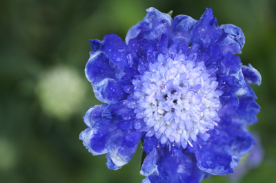 Anxiety and Depression Counseling Counselor Palo Alto, Menlo Park, CA, California - Carol L. Campbell, MFT